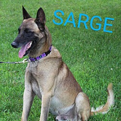 Thumbnail photo of Sarge #3