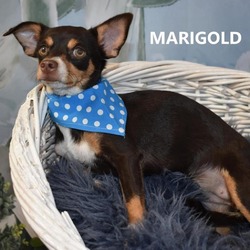 Thumbnail photo of Marigold #2