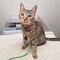 adopt a pet