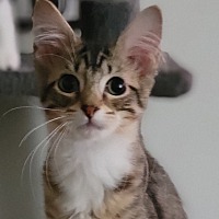 adopt-pet