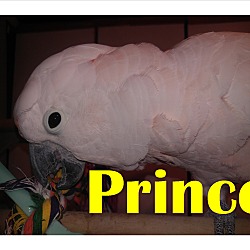 Thumbnail photo of Prince Moluccan Cockatoo 1,750 #1