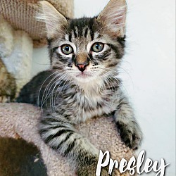 Photo of Presley