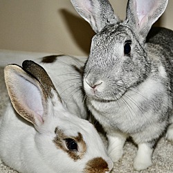 Thumbnail photo of Abby and Julie Flop #1