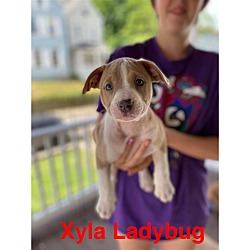 Photo of Xyla Lady Bug