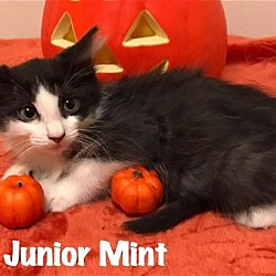 Photo of Junior Mint