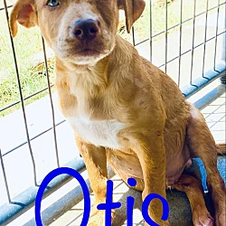 Thumbnail photo of Otis #3