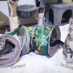 Thumbnail photo of Johnny & Robbie (bonded pair) #3