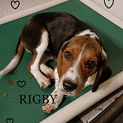 Thumbnail photo of RIGBY #2