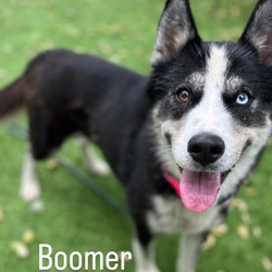 Thumbnail photo of Boomer A2086824 #2