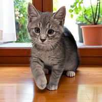 adopt a pet