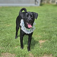 adopt-pet