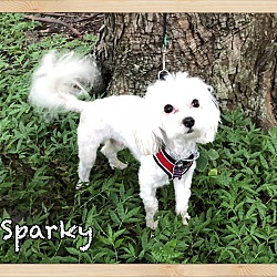 Thumbnail photo of Sparky #4