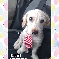 Photo of ROBERT 1 YEAR TERRIER MALE