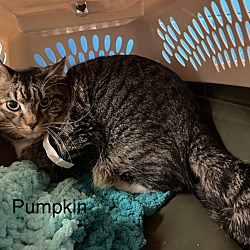Thumbnail photo of Pumpkin #2