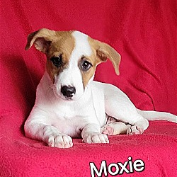 Photo of Moxie