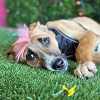 adopt a pet