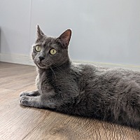 adopt a pet
