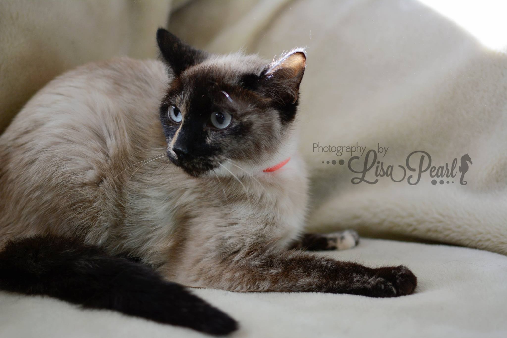 Calgary, AB - Siamese. Meet Mudslide a Cat for Adoption. Calgary, AB - Siamese. Meet Mudslide a Cat for Adoption.