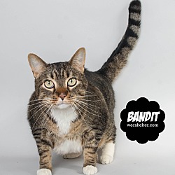 Thumbnail photo of Bandit (@Petsmart Woodhaven) #3