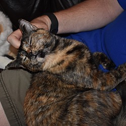 Thumbnail photo of Francey (Lap Kitty, <3 dogs) #3