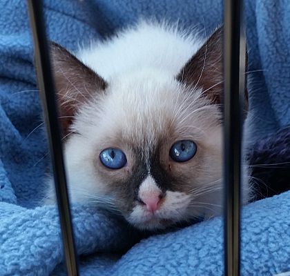 Portland Or Siamese Meet Zorra A Pet For Adoption
