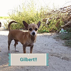 Thumbnail photo of Gilbert #2