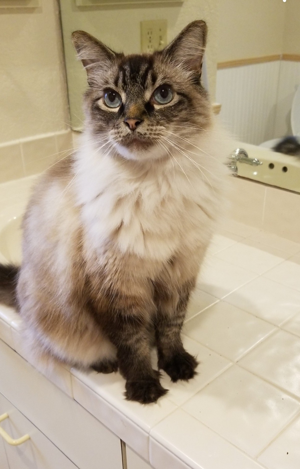 Fruitland Park Fl Birman Meet Diesel A Pet For Adoption