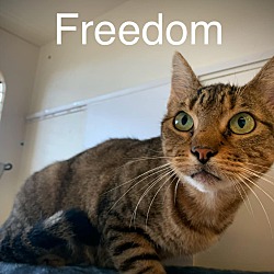 Thumbnail photo of Freedom #1