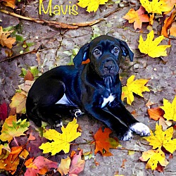 Thumbnail photo of Mavis #3