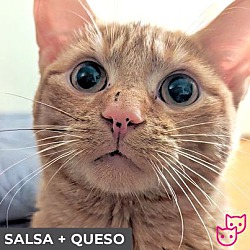 Thumbnail photo of Salsa (bonded with Queso) #1