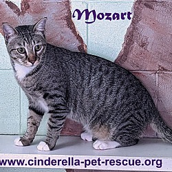 Thumbnail photo of Mozart #1