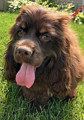 Yorkville, Il - Cocker Spaniel. Meet Adoption Pending Hadley A Pet For 