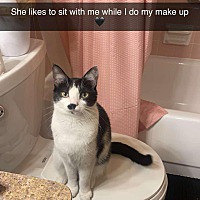 adopt a pet