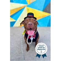 adopt a pet