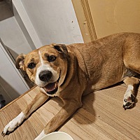 adopt a pet
