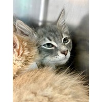 adopt-pet