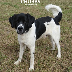 Thumbnail photo of Chubbs   URGENT #1