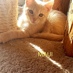 Photo of MAUI