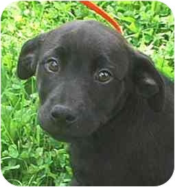 black lab malamute mix