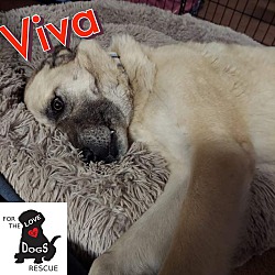 Thumbnail photo of Viva #3