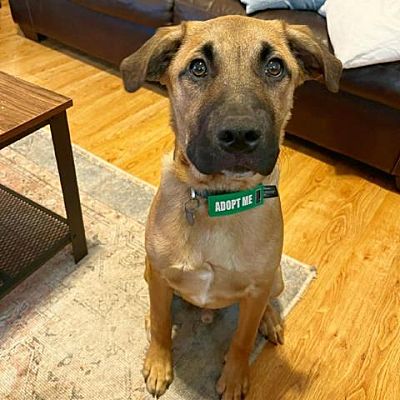 Flower Mound, TX - Golden Retriever/Black Mouth Cur. Meet Wesley a Pet ...