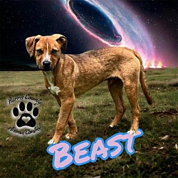 Photo of Beast