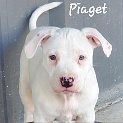Photo of Piaget DD