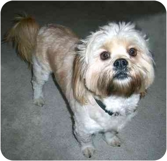 lhasa apso cocker spaniel