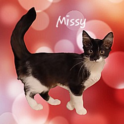 Thumbnail photo of Missy #sweet-and-playful #1