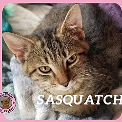 Thumbnail photo of Sasquatch #1