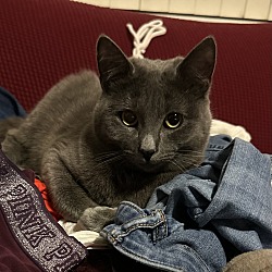 Photo of Smokey