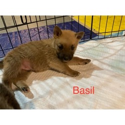 Thumbnail photo of Basil #1