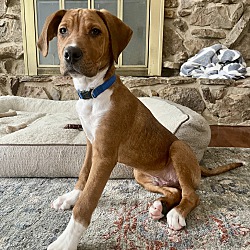 Knoxville, TN - Rhodesian Ridgeback/Boxer. Meet REGGIE a Pet for ...