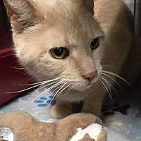 adopt a pet